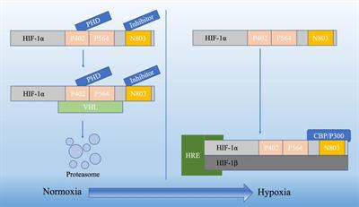 The relationship between hypoxia and Alzheimer’s disease: an updated review